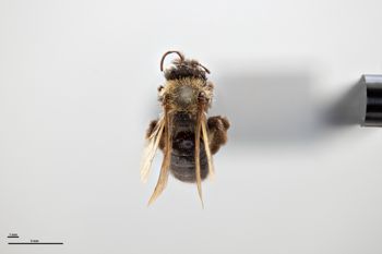 Media type: image;   Entomology 771517 Aspect: habitus dorsal view